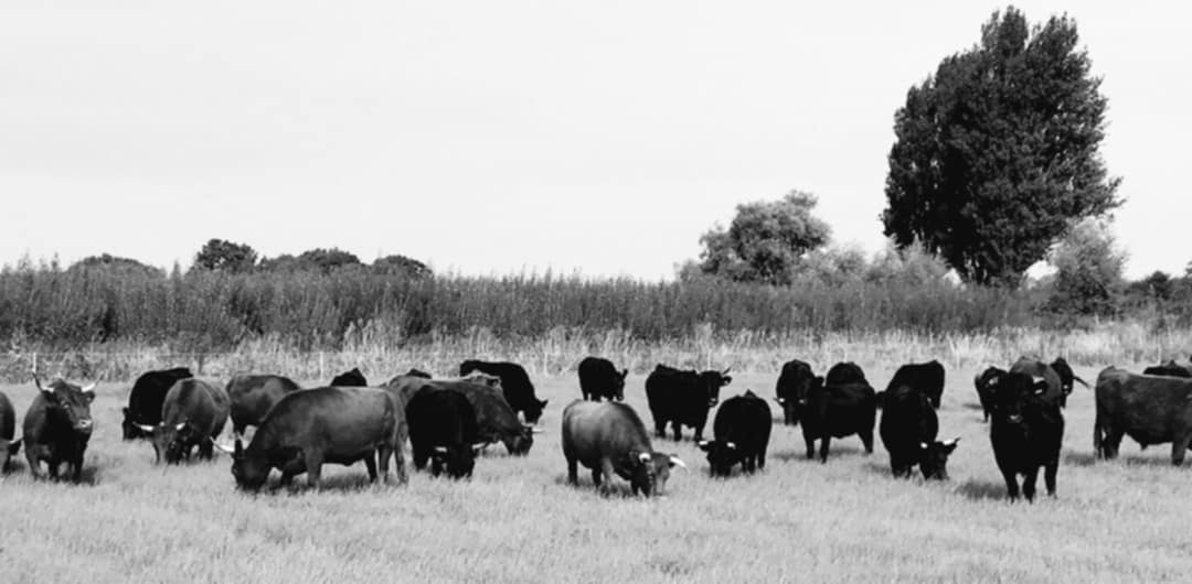 Where have all the cows gone?