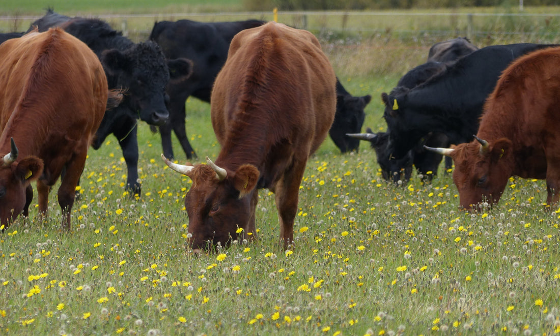 Dexter cattle aftermath grazing in the SSSI wildflower meadows