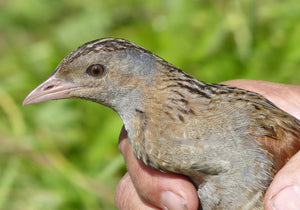 Corncrake Friendly Farming