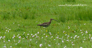 The first cut is the deepest, for the Curlew
