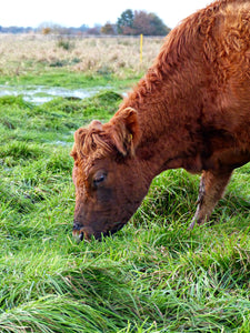 Conservation Grazing - What is it? And why you should care!