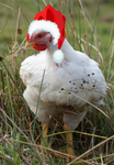 Rosewood Farm Christmas Card
